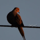 Mourning Dove