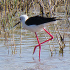 Black-winged Stilt; Cigüeñuela