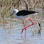 Black-winged Stilt; Cigüeñuela