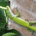 Green Anole