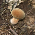 Mushroom