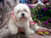 Busca Novio Lhasa Apso O Maltes