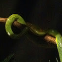 Red Tailed Rat Snake