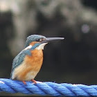 Common Kingfisher