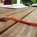 Worm