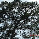 Loblolly pine tree