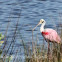 Roseate Spoonbill