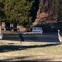 Sand Hill crane