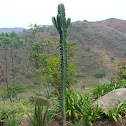 Candelabra Tree