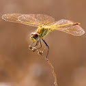 red-veined darter