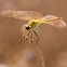 red-veined darter