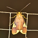 Trichromia Moth