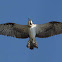 Osprey