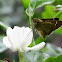 Suastus gremius