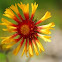 Red Dome Blanketflower