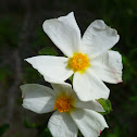 Montpelier cistus