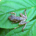 Spring Peeper