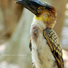 Rufous Hornbill 