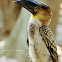 Rufous Hornbill 