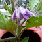 eggplant hybrid 'Fairy Tale'