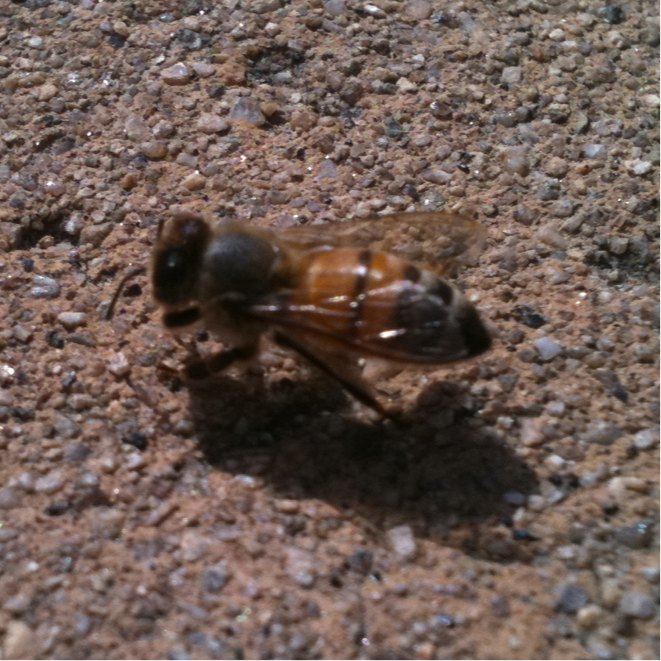Honey Bee