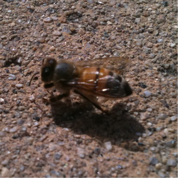 Spotting Image 1