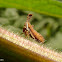 Treehopper