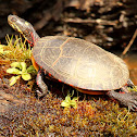Eastern Painted Turtle