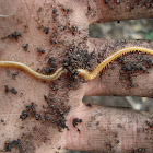Centipede