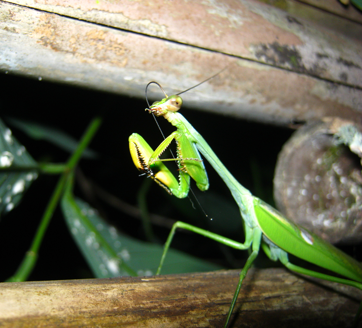 Praying Mantis