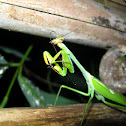 Praying Mantis