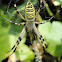 Wasp spider