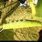 Lime Hawk-Moth
