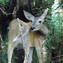 White Tailed Deer