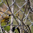 (Male) Common Yellowthroat