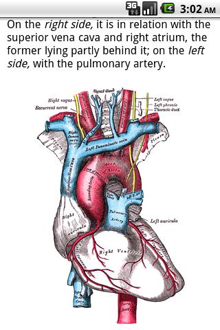 Gray Anatomy