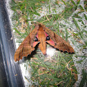 Twin-Spotted Sphinx