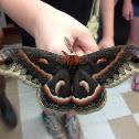 Cecropia Moth