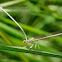 Caballito del diablo (White Featherleg)