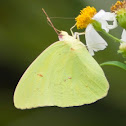 Cloudless Sulphur