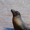 Galapagos Sea Lion