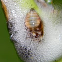 Spittlebug