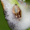 Spittlebug