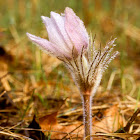 Pasqueflower