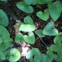 Wild ginger
