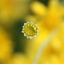 Texas flower
