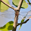 Spiny Basket tail
