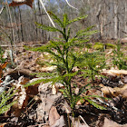 Round Branch Ground Pine