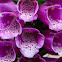 Foxgloves