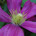Clematis